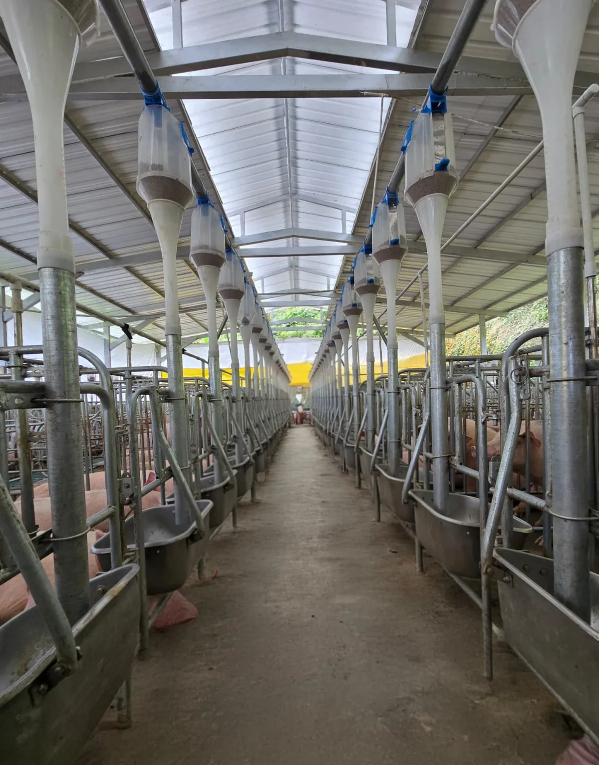 Galpón con sistema de alimentación por etapa
