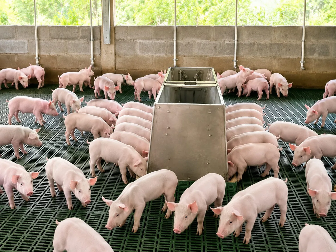 Granja Sajonia